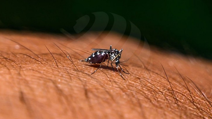 ডেঙ্গুতে ২৪ ঘণ্টায় ৩ জনের মৃত্যু, হাসপাতালে ভর্তি ৬১৫