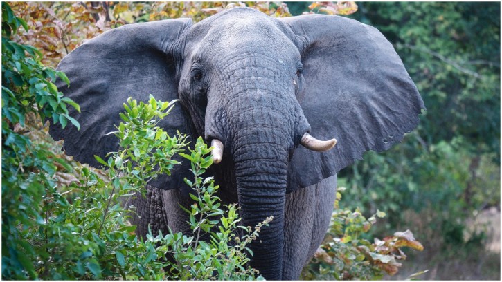 জীবন্ত হাতি পুড়িয়ে হত্যা, শ্রীলঙ্কায় গ্রেপ্তার ৩