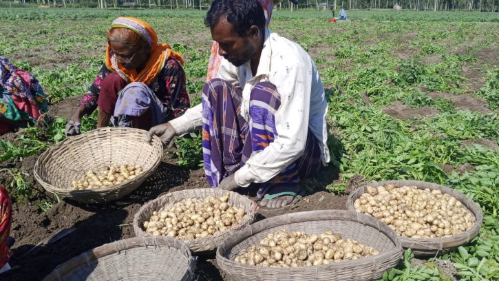 নীলফামারীতে আগাম আলু উত্তোলন, হাসি নেই কৃষকের মুখে