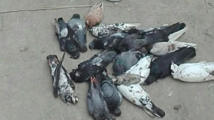 তালায় বিষ মিশিয়ে ঘুঘু ও কবুতর হত্যার ঘটনায় বন বিভাগের জিডি