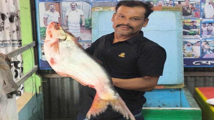 পদ্মার বিলুপ্তপ্রায় ঢাই ২৯ হাজার টাকায় বিক্রি