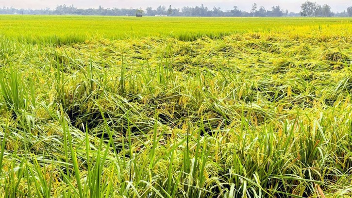 রংপুরে ১০ বছরে আমনের আবাদ বেড়েছে ৬ লাখ মেট্রিক টন