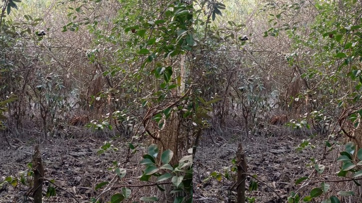 ফাঁদে এখনো আটকা বাঘ, দুপুরে শুরু হতে পারে অভিযান